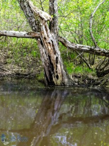 Worn Out Tree