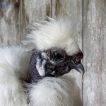 Bad Chicken Hairdo