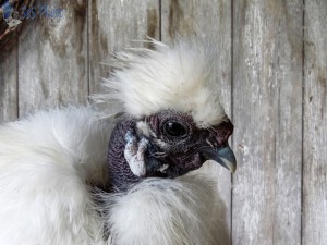 Bad Chicken Hairdo