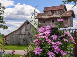 Climbing Pink Clematis