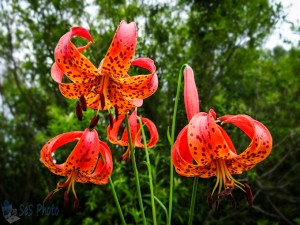 Michigan Lily