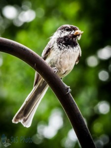 Tired Chickadee