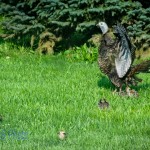 Turkey Hen and Chicks