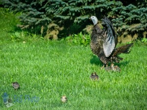 Turkey Hen and Chicks