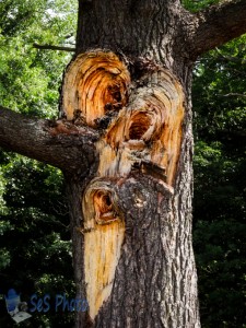 Tree Face