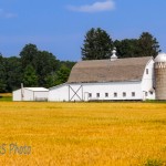 Summer Grains