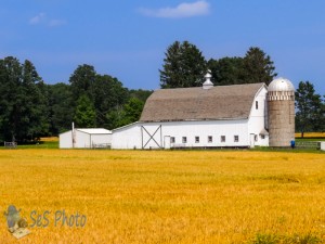 Summer Grains