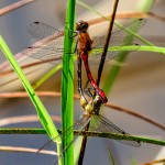 Busy Dragonflies