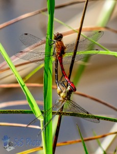 Busy Dragonflies