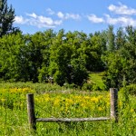 Pretty Field of Weeds