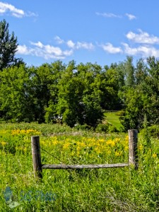 Pretty Field of Weeds