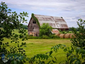 Surrounded by Green