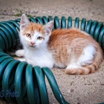 Curious Kitten