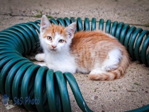 Curious Kitten