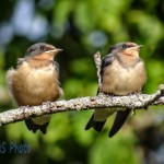 Juvenile Swallows on a Ride