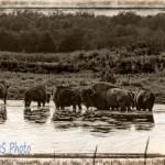 When the Buffalo Did Roam