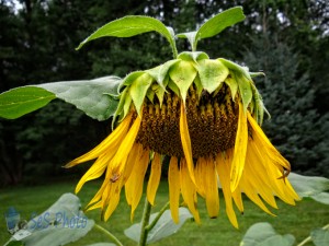 Tired Sunflower