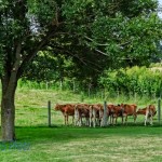 Under the Shade Tree