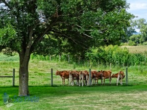 Under the Shade Tree