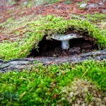 Hiding Toadstool