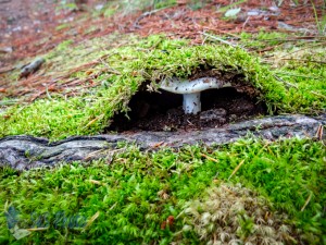 Hiding Toadstool