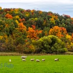 Sheep Ignoring the Colors