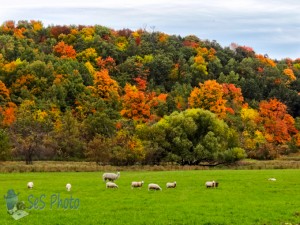 Sheep Ignoring the Colors