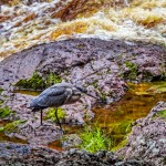 Heron on the Amnicon