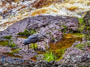 Heron on the Amnicon