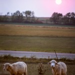 Final Sunset for a Shepherd