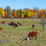 Cattle Enjoying an Autumn Day