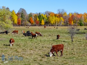 Cattle Enjoying an Autumn Day