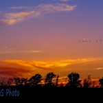 Flying Sunset