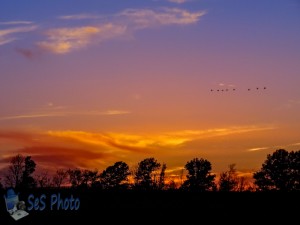 Flying Sunset