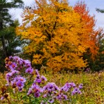 Range of Autumn Color