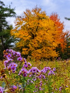 Range of Autumn Color