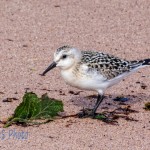 Semipalmated Sandpiper