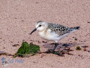 Semipalmated Sandpiper