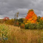 Colorful to Barren