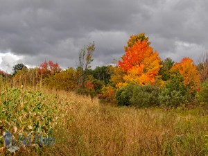 Colorful to Barren