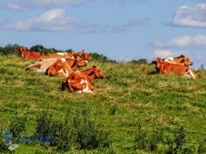 Dreaming of Greener Pastures