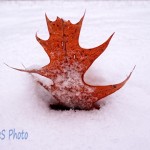 Snow Face Leaf