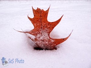 Snow Face Leaf