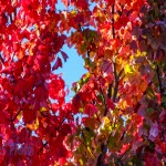 Sunlight through Autumn Leaves