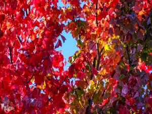 Sunlight through Autumn Leaves