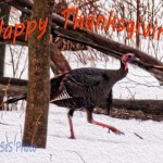 Happy Thanksgiving