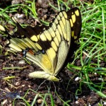 Giant Swallowtail Butterfly