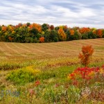 Corn to Harvest