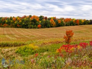 Corn to Harvest