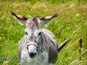 Disgusted Donkey